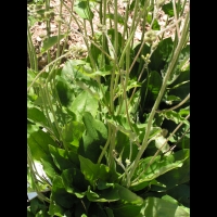 Hieracium Exotericum, fam. Asteracees (1)